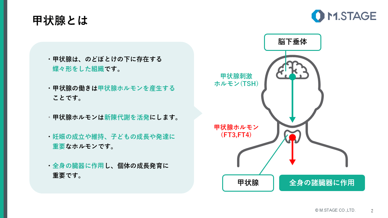 【スライド】甲状腺疾患について-2