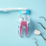 歯ブラシと歯の模型